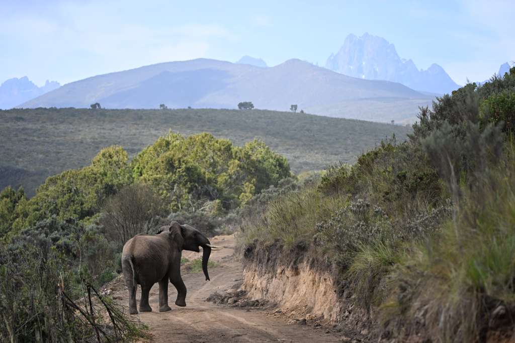 An elephant walks a dirt road on the northern slopes of Mt Kenya